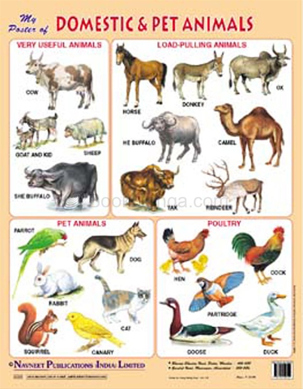 My Poster Of Domestic & Pet Animal - Navneet Education (India) Limited -  