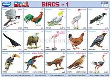 Birds Chart With Names In English