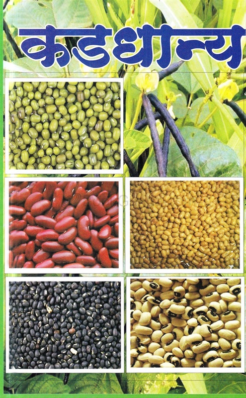 Kaddhanya - कडधान्य