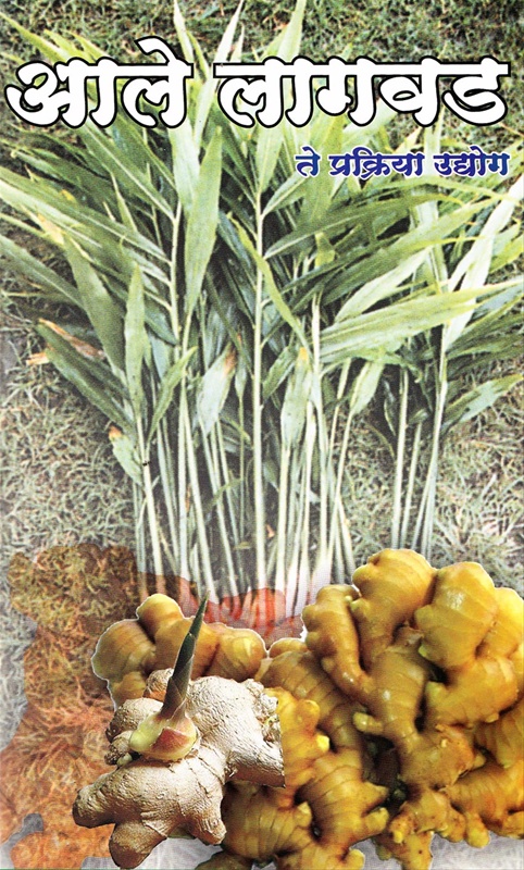 Ale Lagvad Te Prakriya Udyog Te Prakriya Udyog - आले लागवड ते प्रक्रिया उद्योग ते प्रक्रिया उद्योग